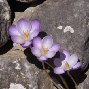 Crocus goulymyi